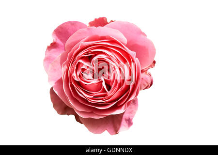 Rose weichen Pastell rosa Blick von oben auf weißem Hintergrund Stockfoto