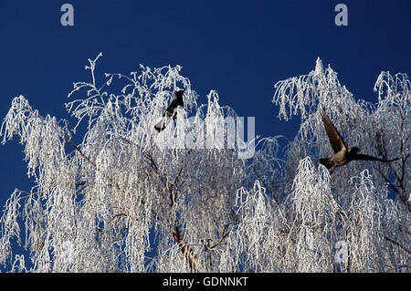 Krähen in einer Frost bedeckt Birke gegenüber einem tiefblauen Himmel. Stockfoto