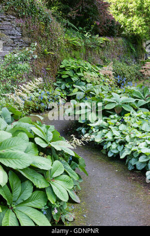 Großen großblättrige Stauden Rodgersia Pinnata, Brunnera 'Jack Frost' und Deinanthe dominieren zwei schattige Grenzen im Garden House. Stockfoto