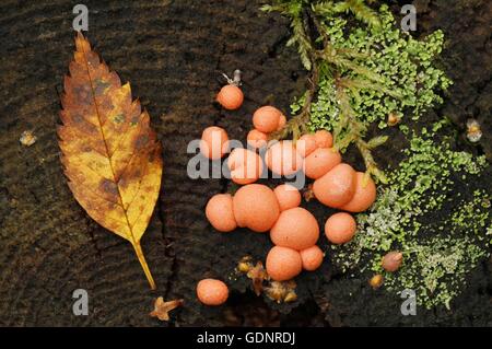 Wölfe Milch Lycogala Epidendrum auf Baumstumpf in Finnland. Stockfoto