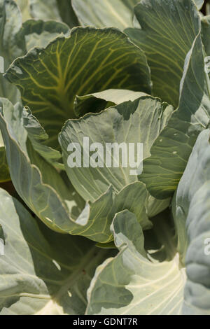 Frischer Kohl wächst auf einem kleinen Bio-Bauernhof in Süd-Kalifornien Garten. Stockfoto