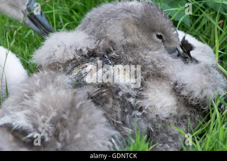 Verletzten Höckerschwan (Cygnus Olor) Cygnet mit Wunde. Graue Küken sitzt mit offenen Wunde am Rücken, wahrscheinlich das Ergebnis einer Hund-Attacke Stockfoto