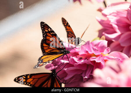 Monarchfalter Danaus Plexippus, auf einem Busch im Frühjahr in Laguna Beach, Kalifornien Stockfoto