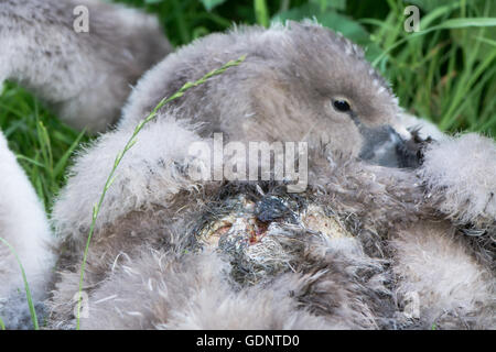 Verletzten Höckerschwan (Cygnus Olor) Cygnet mit Wunde. Graue Küken sitzt mit offenen Wunde am Rücken, wahrscheinlich das Ergebnis einer Hund-Attacke Stockfoto