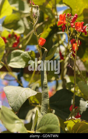 Scarlet Runner Pfostenbohnen wächst auf einem Weinstock in einen Bio-Garten im Frühling in Süd-Kalifornien. Stockfoto