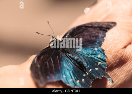 Spicebush Schwalbenschwanz Schmetterling Papilio Troilus, findet sich in Nordamerika Stockfoto