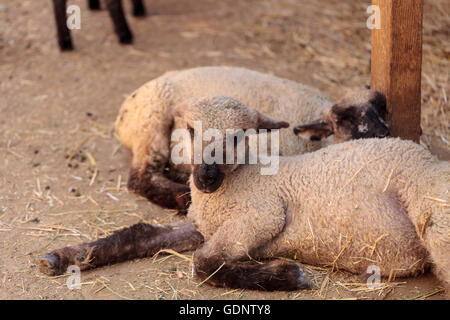 Suffolk Schafe in einer Scheune auf einem kleinen Bauernhof im Sommer. Stockfoto