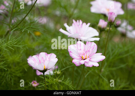 Cosmos Bipinnatus Blumen. Stockfoto
