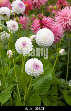 Dahlie 'Josie Gott' Blumen. Stockfoto