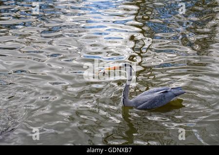 Ardea Cinerea. Graureiher Fischen in einem See. Stockfoto