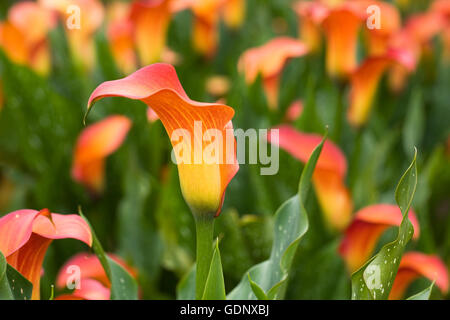 Zantedeschia "Morning Sun" Blumen im Freien wachsen. Stockfoto