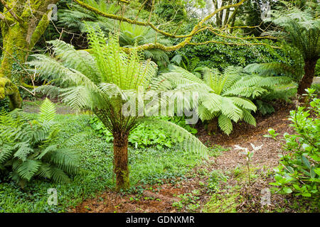 Baumfarne wachsen in einer Waldlichtung am Trewidden Cornwall Stockfoto