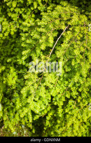 Eine weinende Eibe TreeCumbria, Cumbrian Laub, Stockfoto