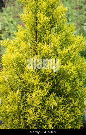 Schönes Laub von Cupressus Macrocarpa "Goldcrest" Monterey-Zypresse Stockfoto