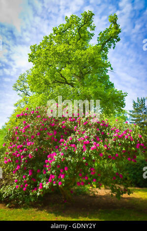 Ein Rhododendron-Baum Blüte in einem Wald Garten in Wiltshire UK Stockfoto