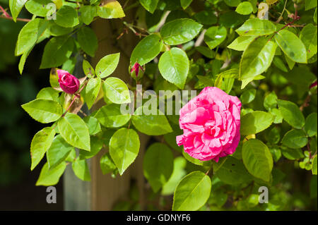 Zephirine Drouhin Rose Blume Stockfoto