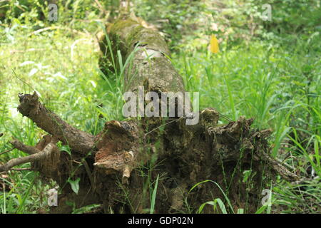 Ein umgestürzter Baum in hohe Gräser, die seine Wurzeln freilegen Stockfoto