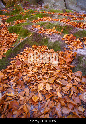 gefallenen roten und gelben Blätter an den Wurzeln Stockfoto