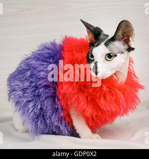 Sphynx Katzen, rot und lila Pullover tragen Stockfoto