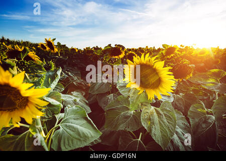 Schöne Sonnenblumen im Feld Stockfoto