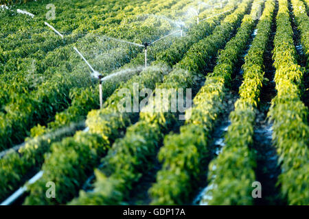 Bewässerungssystem in Funktion landwirtschaftlichen Pflanzen gießen Stockfoto