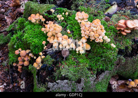 Kuehneromyces Stockschwämmchen wachsen auf einem Baumstumpf Stockfoto