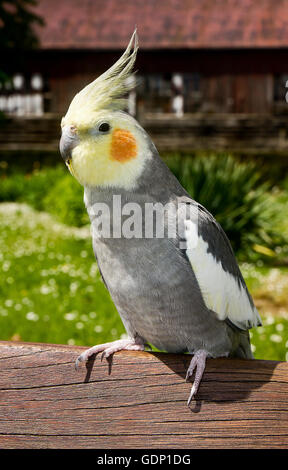 Nahaufnahme von einem Nymphicus Hollandicus Nymphensittich, im freien Stockfoto
