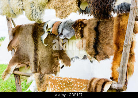 Sammlung von Tier Felle hängen im freien Holzgestell mit weißen Zelt im Hintergrund. Stockfoto