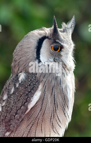 Porträt einer nördlichen White-faced Eule, Ptilopsis Lucotis, White-faced Zwergohreule-Eule in Gefangenschaft Stockfoto