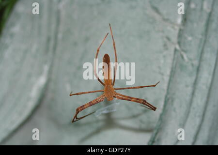 Rufous Net-Caster Spinne, "Deinopis Subrufa" Stockfoto