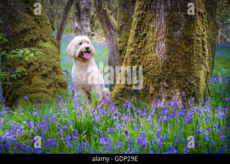 Labradoodle sitzen in Glockenblumen in den Wald, Loch Lomond und Trossachs National Park, Schottland. Stockfoto