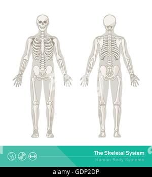 Das menschliche Skelett-System, Vektor-Illustrationen von menschlichen Skelett Front- und Rückansicht Stock Vektor