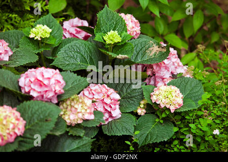 Blaue Hortensie Blumen Nahaufnahme Stockfoto