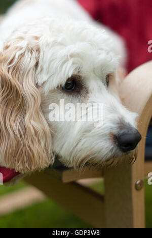 Cockerpoo Welpen Hund suchen traurig mit Kopf auf einem Stuhl-arm Stockfoto