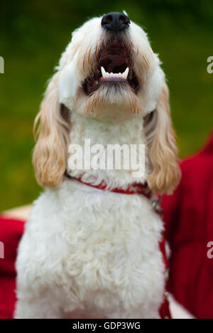 Cockerpoo Hund mit Kopf unten Zähne zeigte, als ob heulen Stockfoto