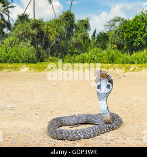 King Cobra in der wilden Natur Stockfoto