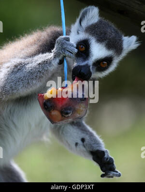 Ein Ring tailed Lemur im Blair Drummond Safari Park in der Nähe von Stirling genießt ein gefrorenes Obst-Genuss in seinem Gehege als Großbritanniens Mini-Hitzewelle wird sich weiterhin mit einem Tag der tropischen Temperaturen vor eine Nacht der sintflutartigen Gewitter erwartet, fast einen Monat lang Regen zu bringen. Stockfoto