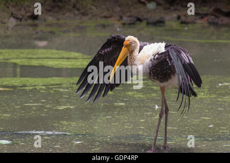 Bemalte Stork (Mycteria Leucocephala) steht mit Flügeln. Indien. Stockfoto