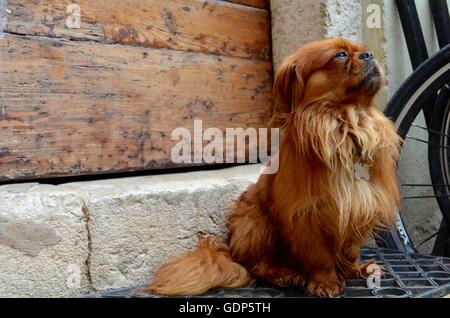 Majestätische Hundesitting auf die leere Straße in Rovinj, Kroatien. Stockfoto