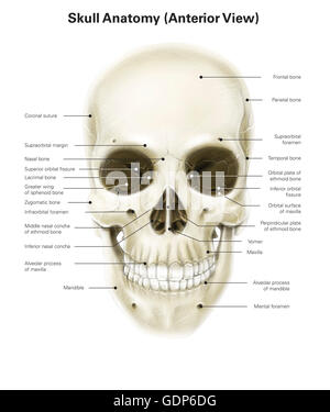 Anterioren Ansicht des menschlichen Schädel, mit Etiketten. Stockfoto