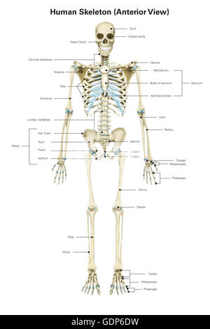 Anterioren Ansicht des menschlichen Bewegungsapparates, mit Etiketten. Stockfoto