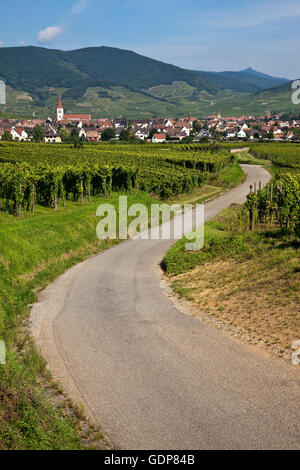 Landschaft mit kurvenreichen Straße durch Weinberge, Elsass, Lothringen, Frankreich Stockfoto