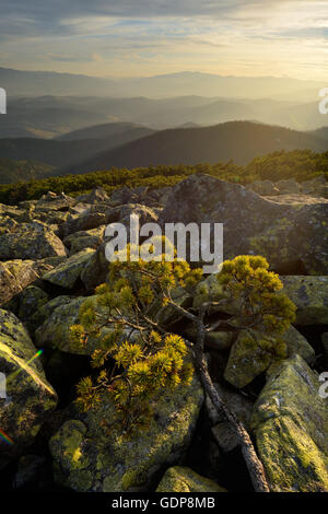 Gorgany Bergrücken, Aussicht vom Siniak Berg, Karpaten, Frankowsk Region, Ukraine Stockfoto