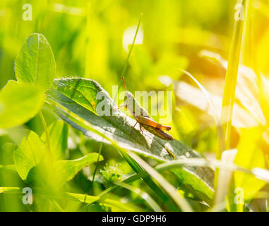 Nahaufnahme von Heuschrecke auf grünes Blatt Stockfoto
