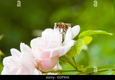 Nahaufnahme von Biene Landung auf rosa rose Stockfoto
