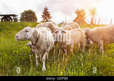 Kleine Herde Schafe grasen im Feld Stockfoto