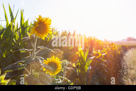 Sonnendurchflutetes Sonnenblumen am Rand des Feldes Stockfoto