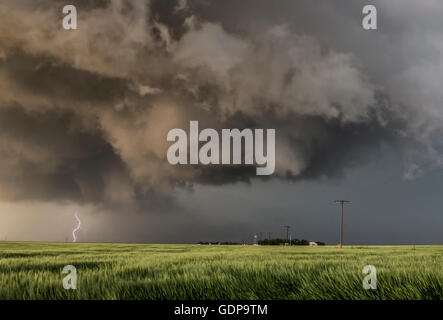 Gegabelten Blitz von tornadischen Sturm, turbulenten Aufwind im Vordergrund auf der grünen Wiese des Weizens Stockfoto