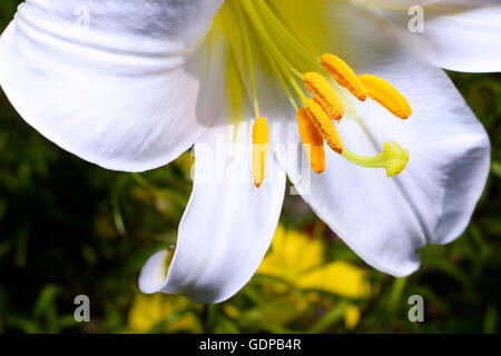 Dekorative weiße Lilie in den Garten Nahaufnahme. Stockfoto