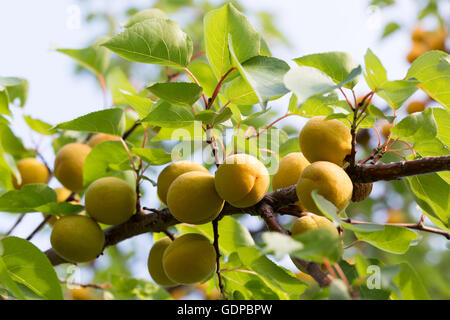 Aprikosen auf dem Baum. Stockfoto